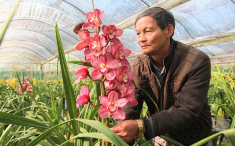 Hoa Trung Quốc gắn mác hoa Tết Đà Lạt